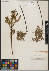 Foto von Salix petiolaris Sm.